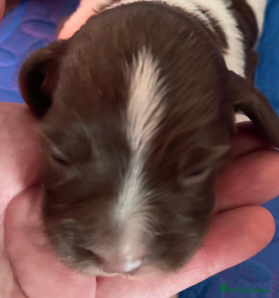 English Springer Spaniel dogs for sale: Beautiful English Springer Spaniel Puppies - Image 7