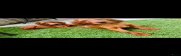 Irish Setter dogs for sale: Red Setter Puppies - Advert 1