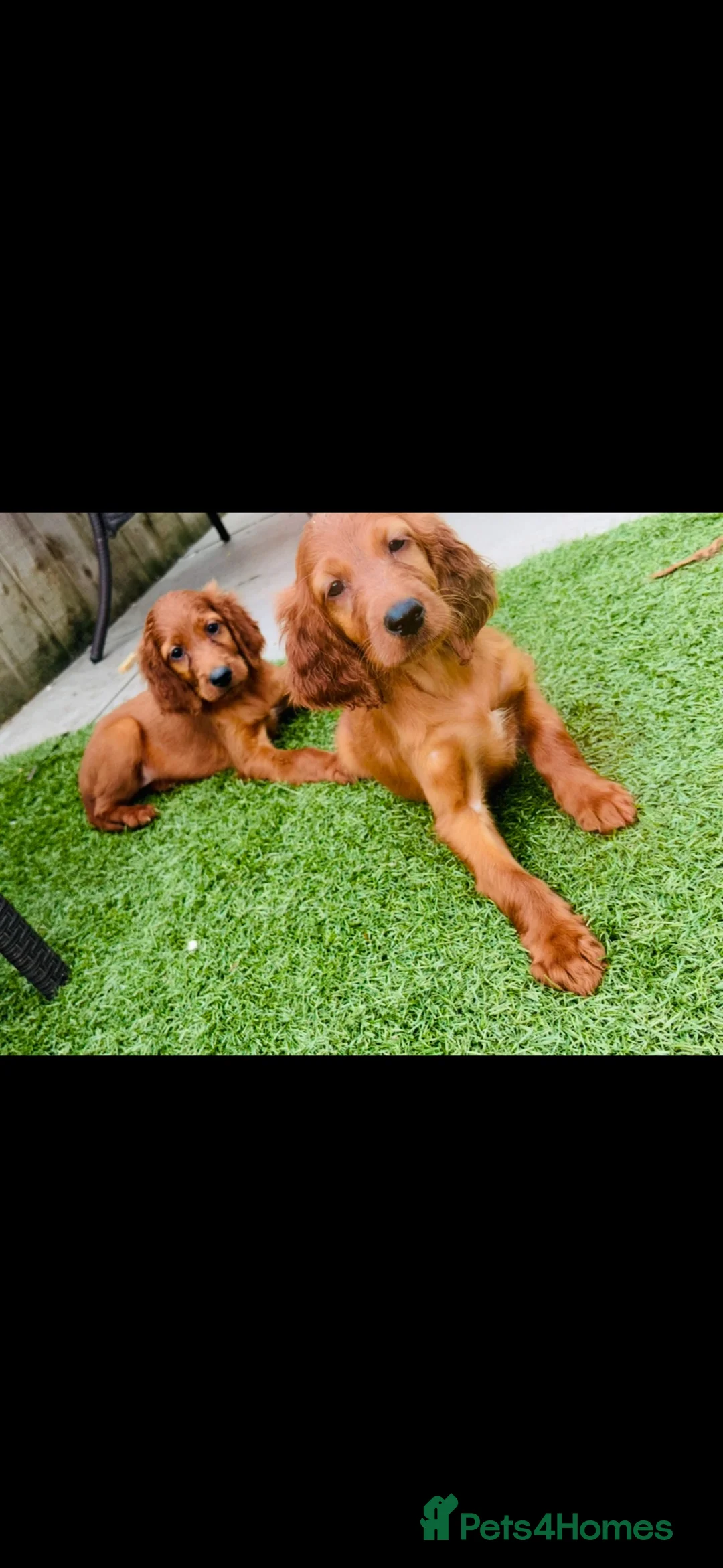 Irish Setter dogs for sale: Red Setter Puppies - Advert 1