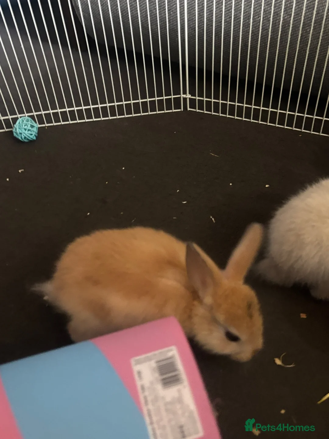 Mixed Breed rabbits for sale: rabbits  - Advert 11