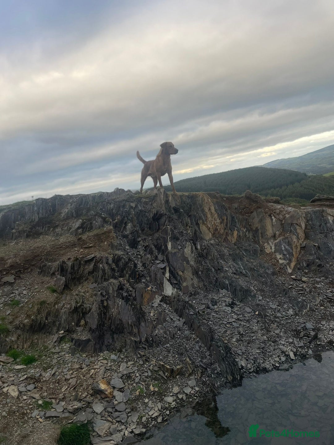 Labrador Retriever dogs for sale: Stunning litter of 9 pups - Advert 16