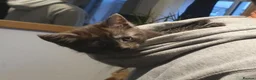 Mixed Breed cats for sale: Maine Coon x Marble Bengal kittens, mixed breed - Advert 28