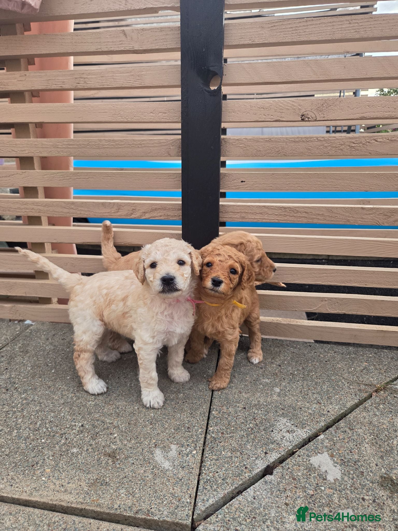 Labradoodle dogs Multigeneration Labradoodle Backcross - Advert 8