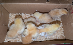 Chickens poultry for sale: Mixed breed chicks and Silkies - Image 15
