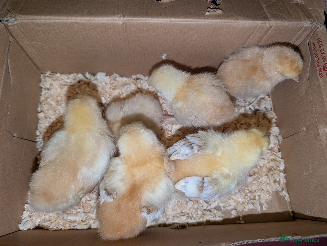 Chickens poultry for sale: Mixed breed chicks and Silkies - Image 15
