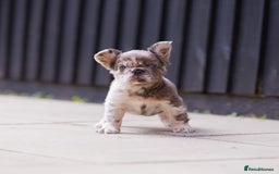 French Bulldog dogs for sale: Fluffy frenchies  - Image 6