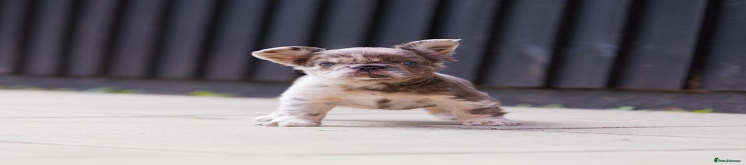 French Bulldog Puppy 2