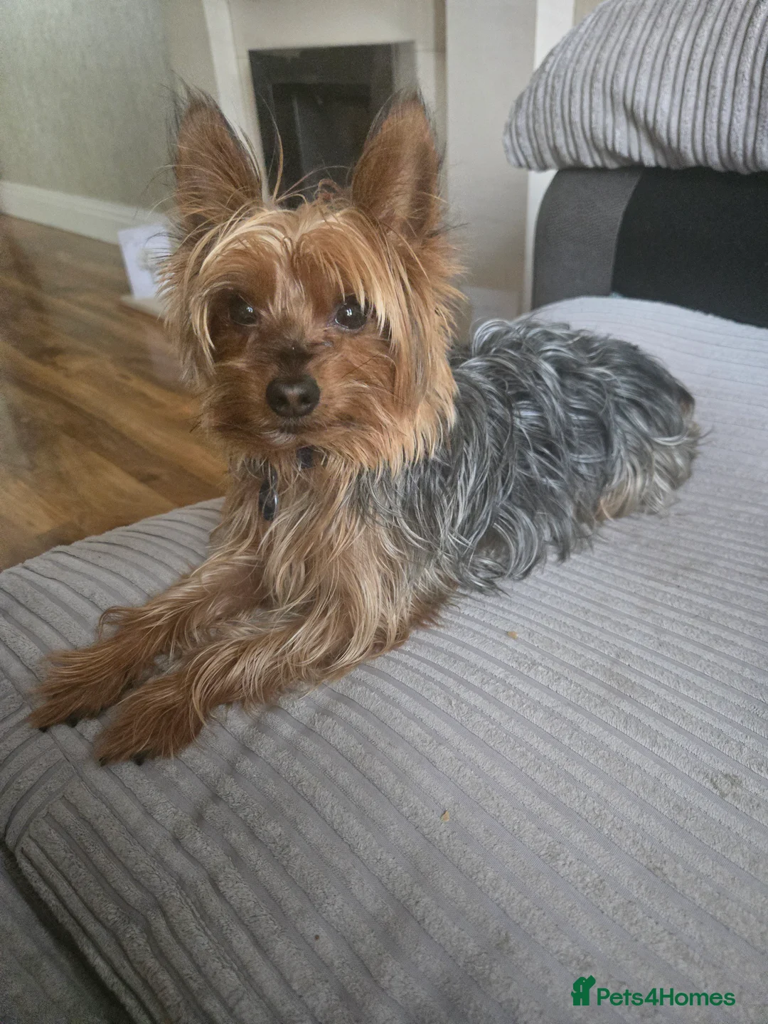 Yorkshire Terrier dogs for stud: Bentley - Advert 2