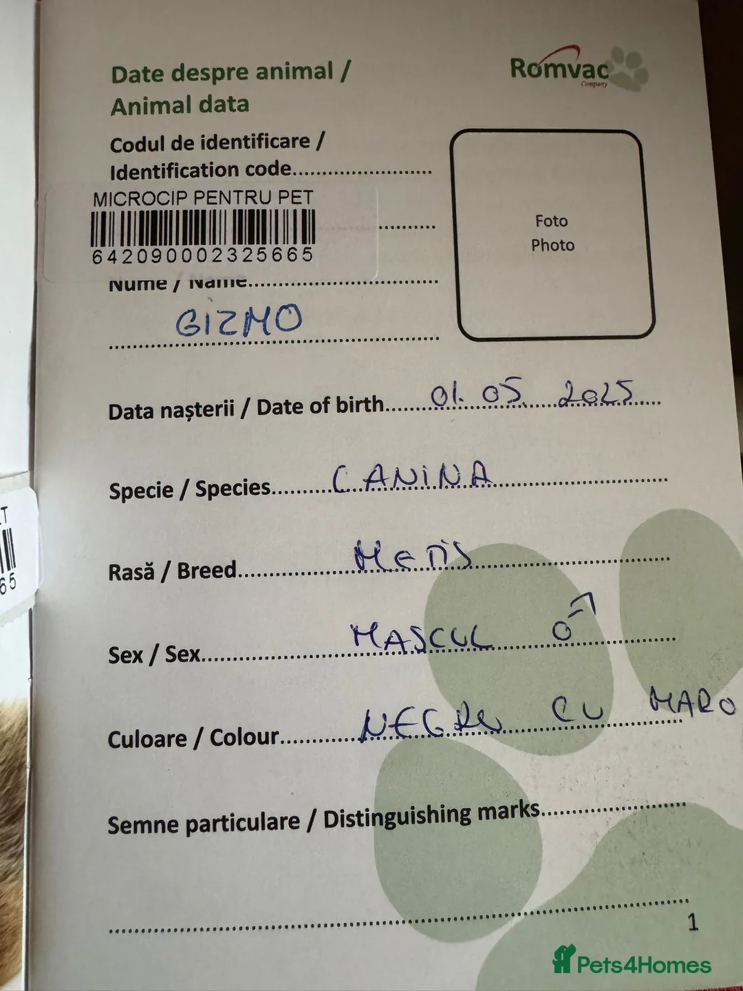 Mixed Breed dogs for adoption: 🐾💛GIZMO, From a Rubbish Bag to a Real Future💛🐾 - Advert 28