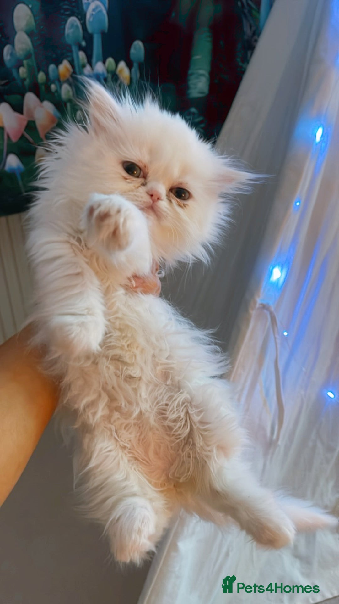 Persian cats for sale: ☆🕯️🏮 🍃Persian doll face kitten - ready now  - Advert 12