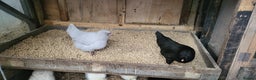 Chickens poultry for sale: Silkie, dutch bantam and blue egg layers - Advert 3