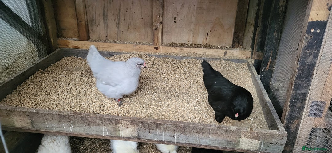 Chickens poultry for sale: Silkie, dutch bantam and blue egg layers - Advert 3