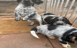 Cocker Spaniel dogs for sale: Stunning KC Show Cocker Spaniels - Image 14
