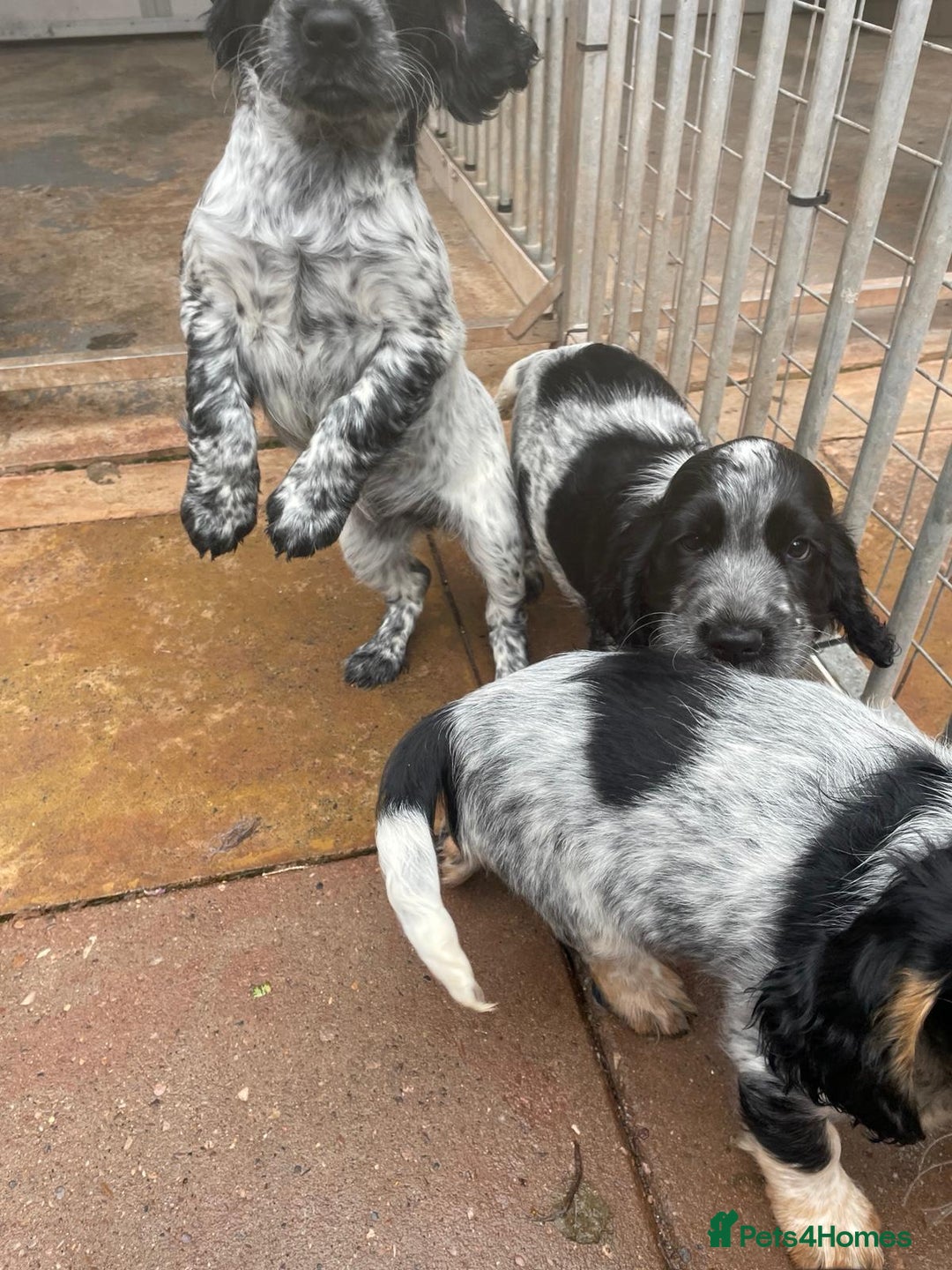 Cocker Spaniel dogs for sale: Stunning KC Show Cocker Spaniels - Image 14