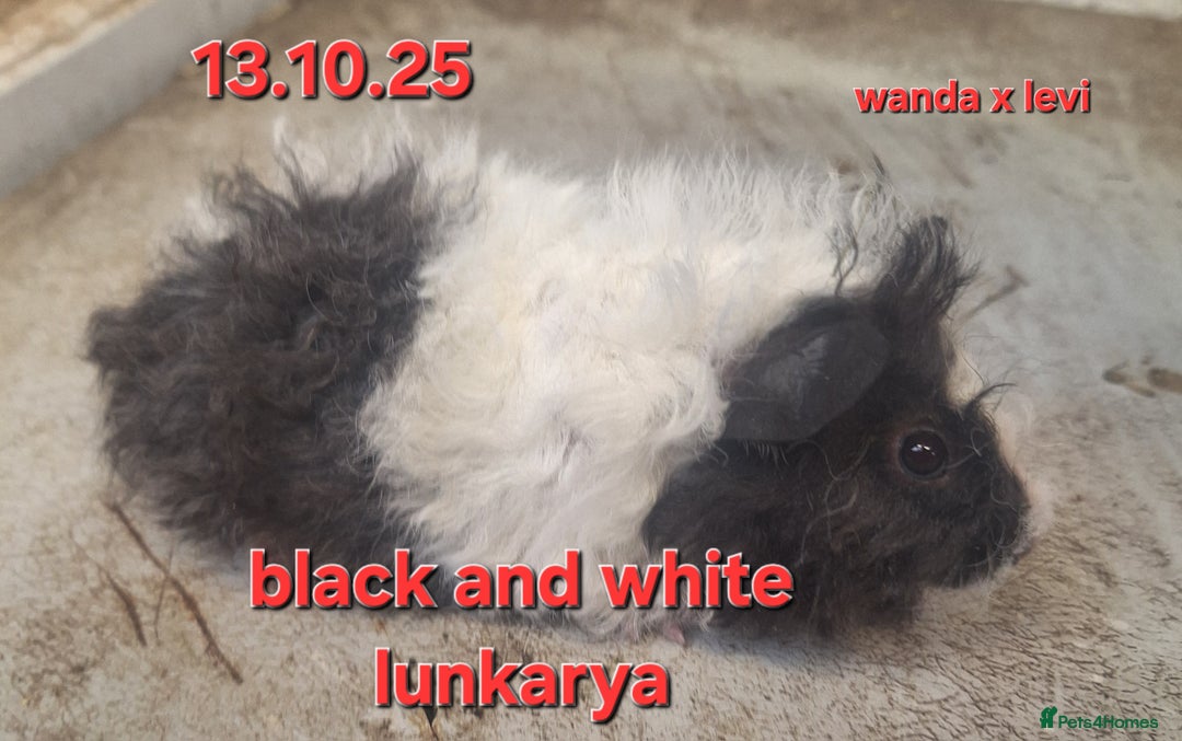 Guinea Pig rodents for sale: Baby female guinea pigs - Advert 5