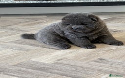 Chow Chow dogs for sale: Beautiful blue chow chow litter 💙 - Image 22