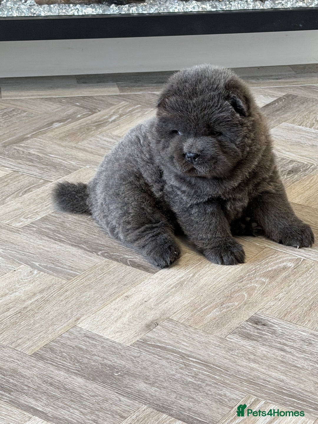 Chow Chow dogs for sale: Beautiful blue chow chow litter 💙 - Image 22