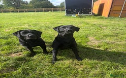 Labrador Retriever dogs for sale: Labrador  - Image 11