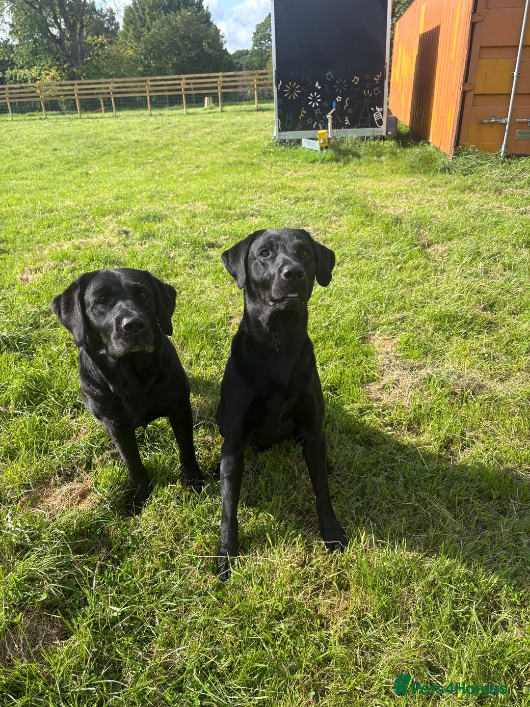 Labrador Retriever dogs for sale: Labrador  - Image 11