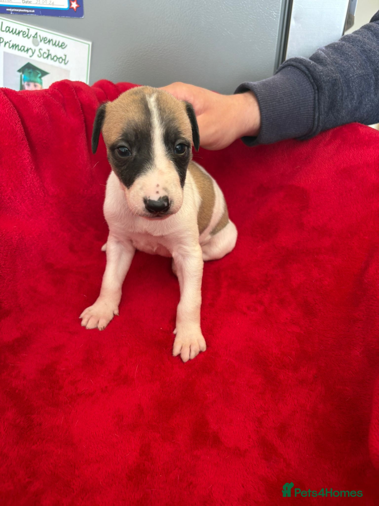 Mixed Breed dogs for sale: Saluki whippet greyhound - Advert 6