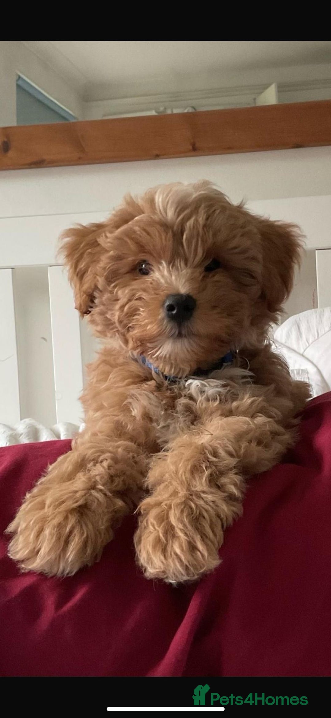 Schnoodle dogs for sale: Gorgeous American Toy Schnoodle Puppies For Sale - Advert 9