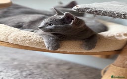 Russian Blue cats for sale: GCCF RUSSIAN BLUE KITTENS  💙🩷🐾 in Manchester - Image 8