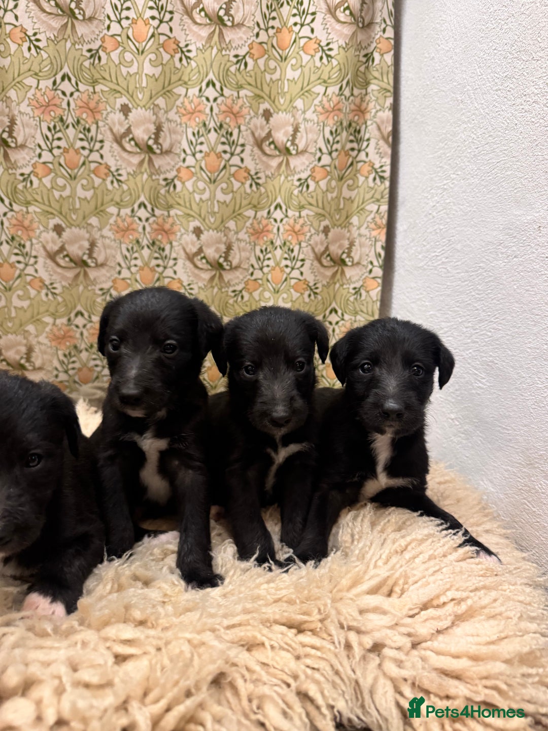 Mixed Breed dogs for sale: Beautiful Bedlington x whippet puppies  - Advert 5