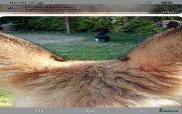 German Shepherd dogs for sale: 18week german shepard girl - Image 4