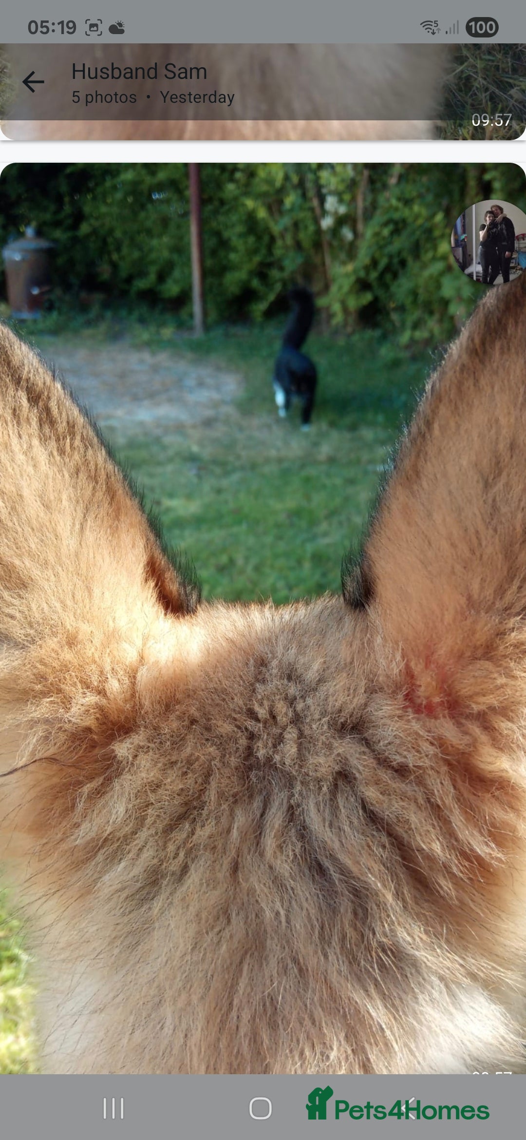 German Shepherd dogs for sale: 18week german shepard girl - Image 4