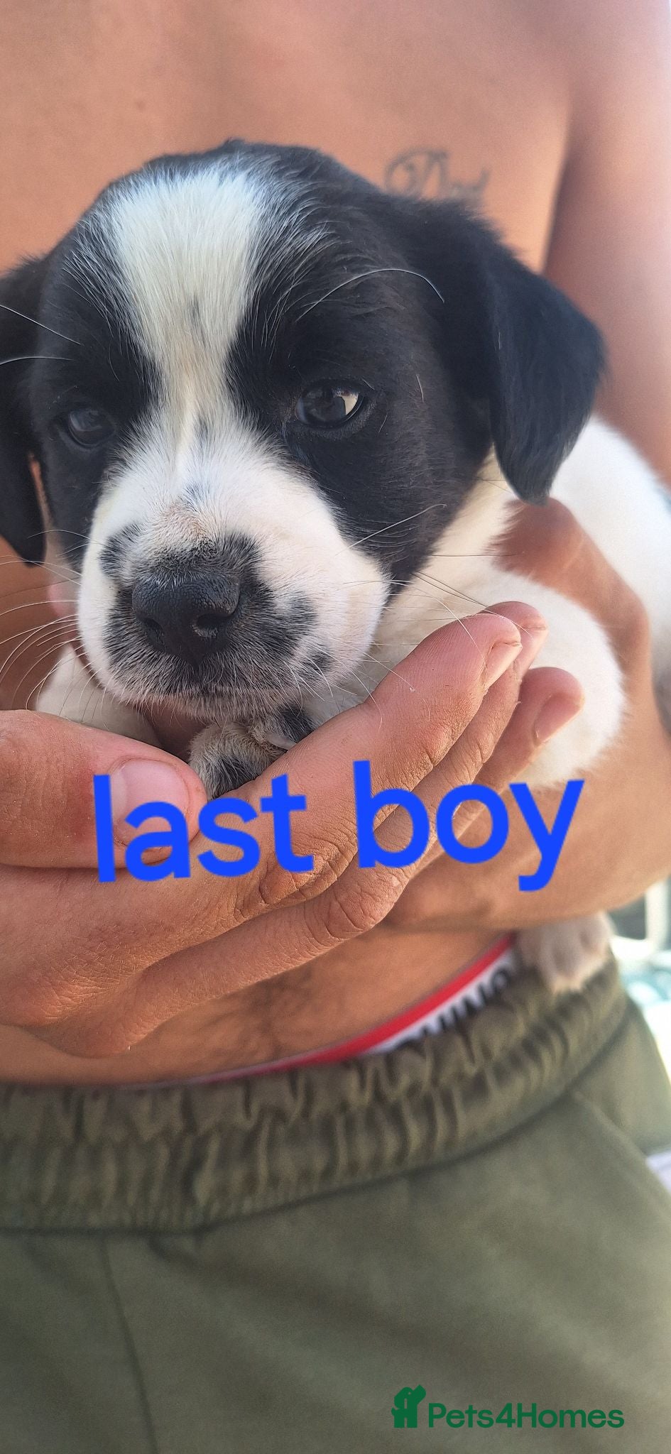 Jack Russell dogs 3 boy Jack russel pups - Advert 1
