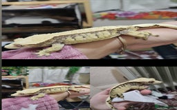 Gecko reptiles for sale: Crested geckos for sale (Read description) in Southall - Image 1