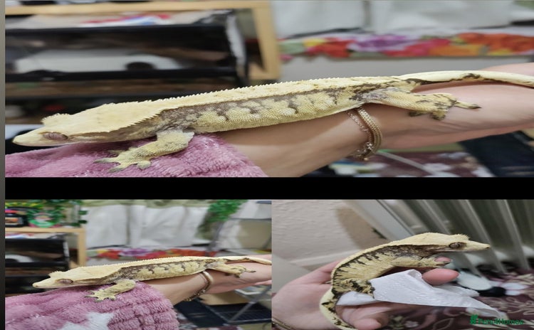 Gecko reptiles in Southall - Advert 12