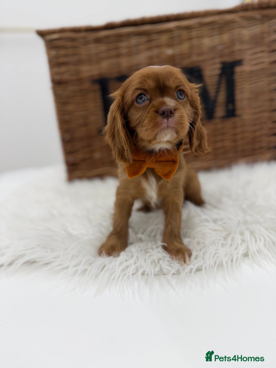 Cavalier King Charles Spaniel dogs for sale: Chocolate and tan Cavalier king charles - Advert 9