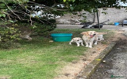 Golden Retriever dogs for sale: KC Registered Golden Retriever Puppies  - Image 1