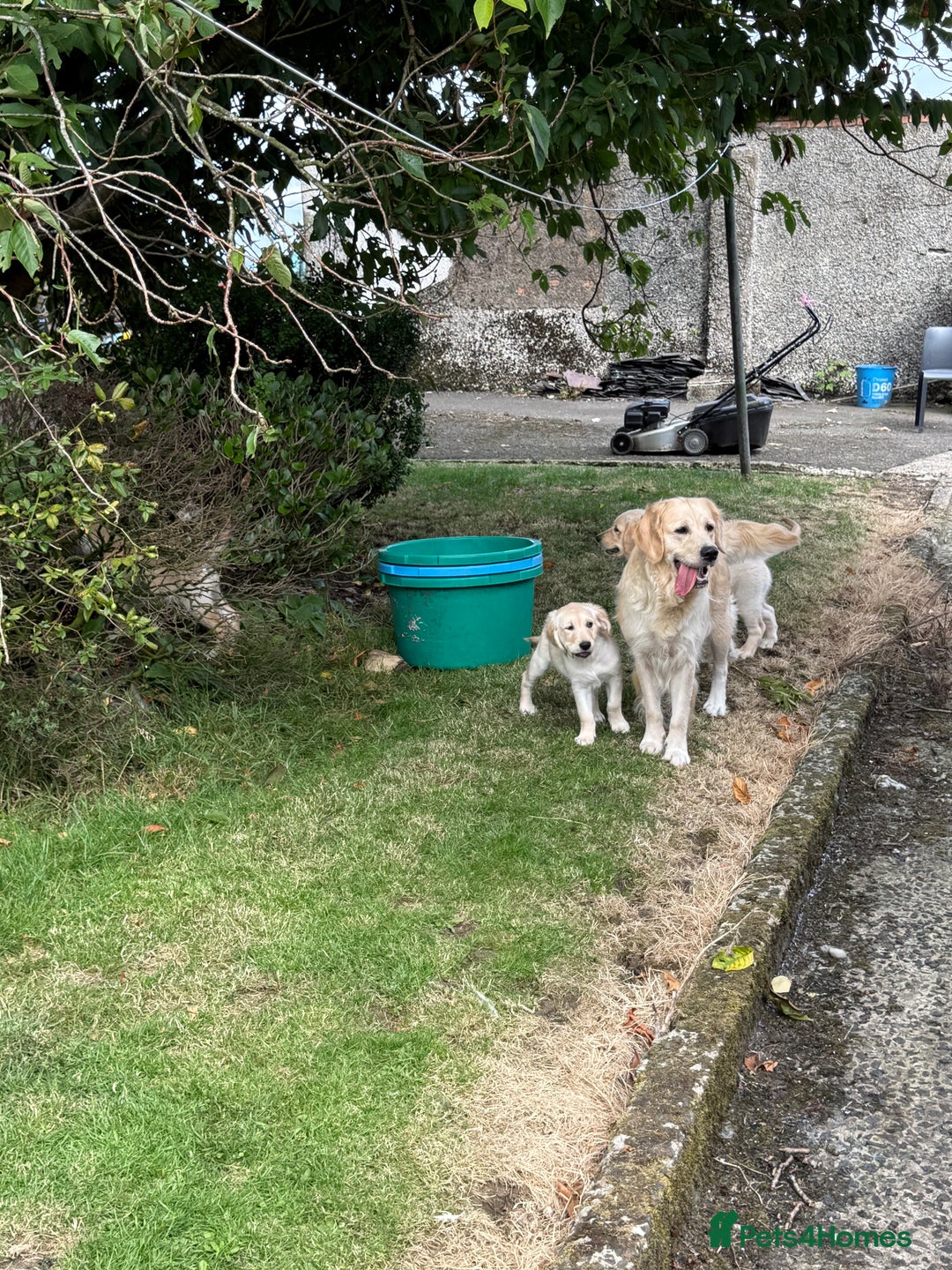 Golden Retriever dogs for sale: KC Registered Golden Retriever Puppies  - Image 1