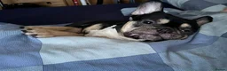 French Bulldog dogs for sale: Bruno - Advert 2
