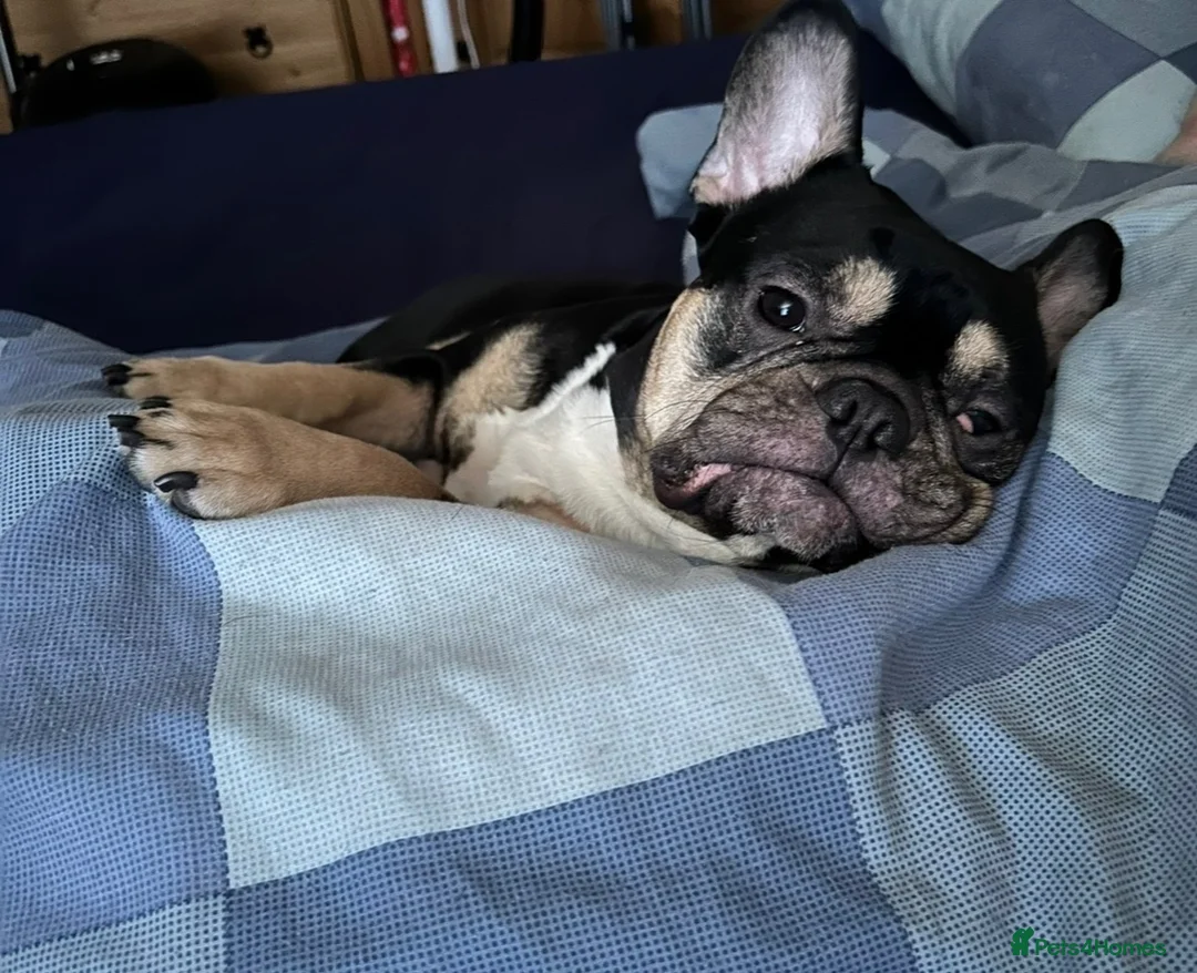 French Bulldog dogs for sale: Bruno - Advert 2