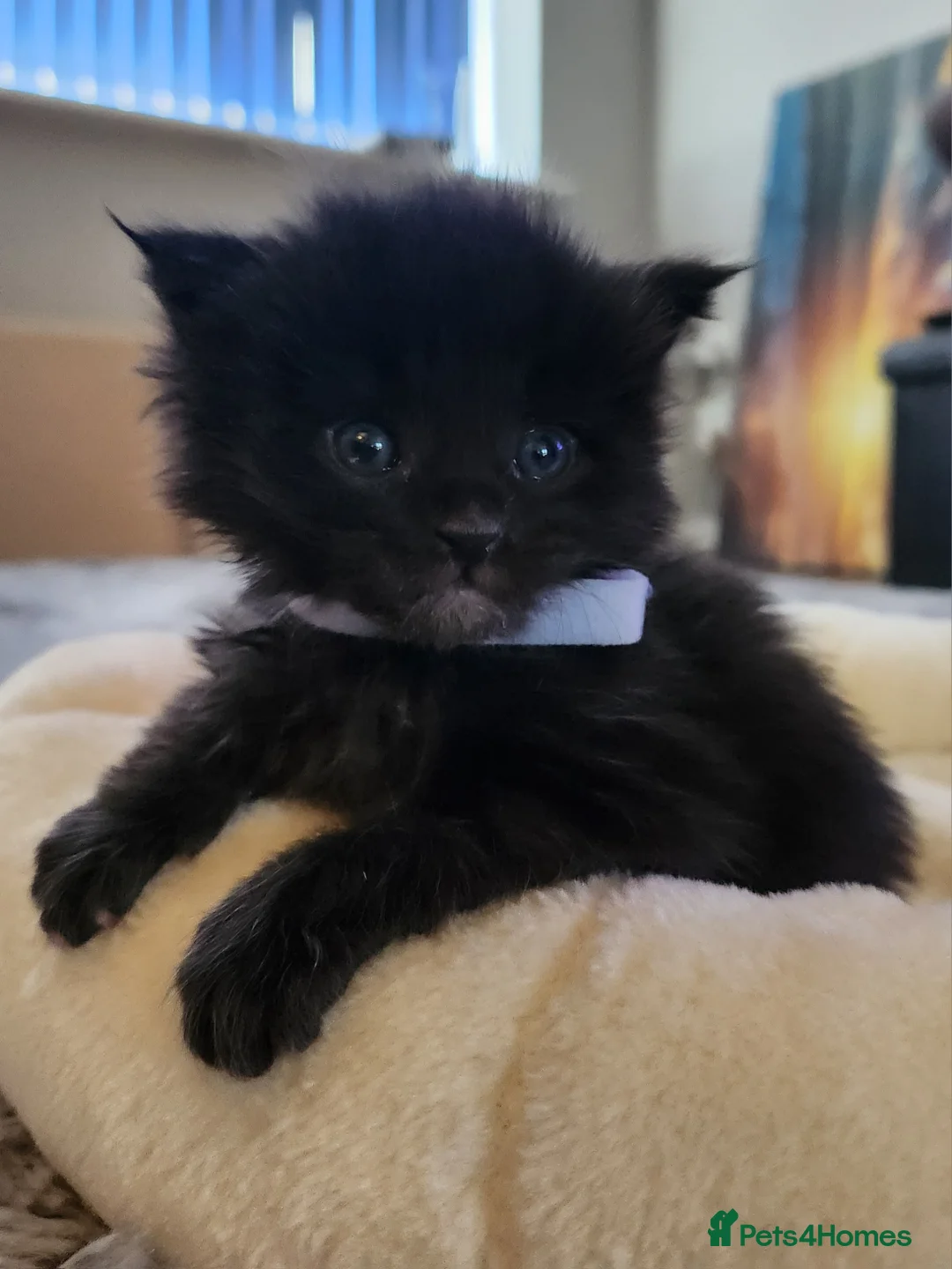 Maine Coon cats for sale: only 1 kitten available  in Sunderland - Advert 2