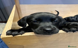 Labrador Retriever dogs for sale: Stunning K.C. Reg. Black Labrador Puppies - Image 16