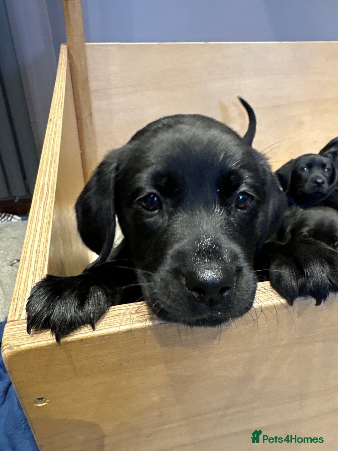 Labrador Retriever dogs for sale: Stunning K.C. Reg. Black Labrador Puppies - Image 16
