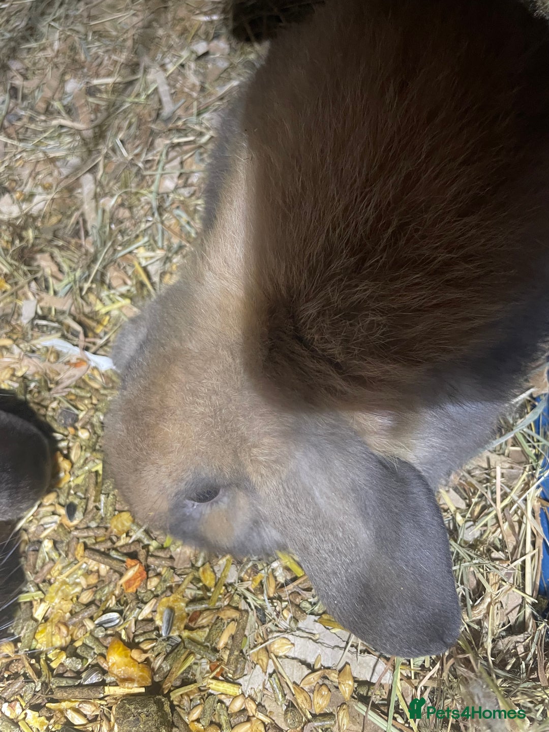 Mini Lop rabbits for sale: Pure bred mini lop baby girl - Advert 6