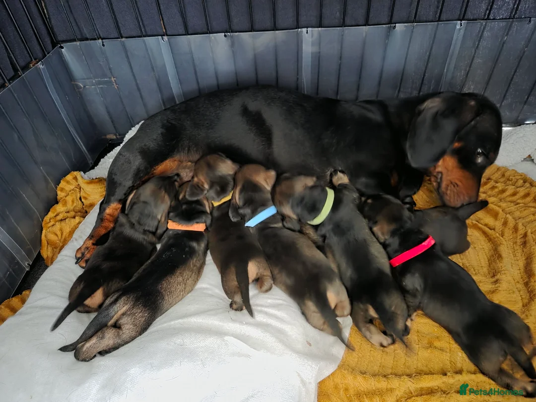 Dachshund dogs for sale: Lovely bunch of Standard Dachshund puppies💐 in Newtown - Advert 1