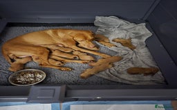 Hungarian Vizsla dogs for sale: KC Reg Hungarian Vizsla Puppies-Imported Lineage - Image 15