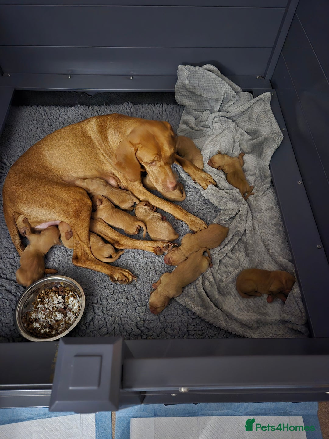 Hungarian Vizsla dogs for sale: KC Reg Hungarian Vizsla Puppies-Imported Lineage - Image 15