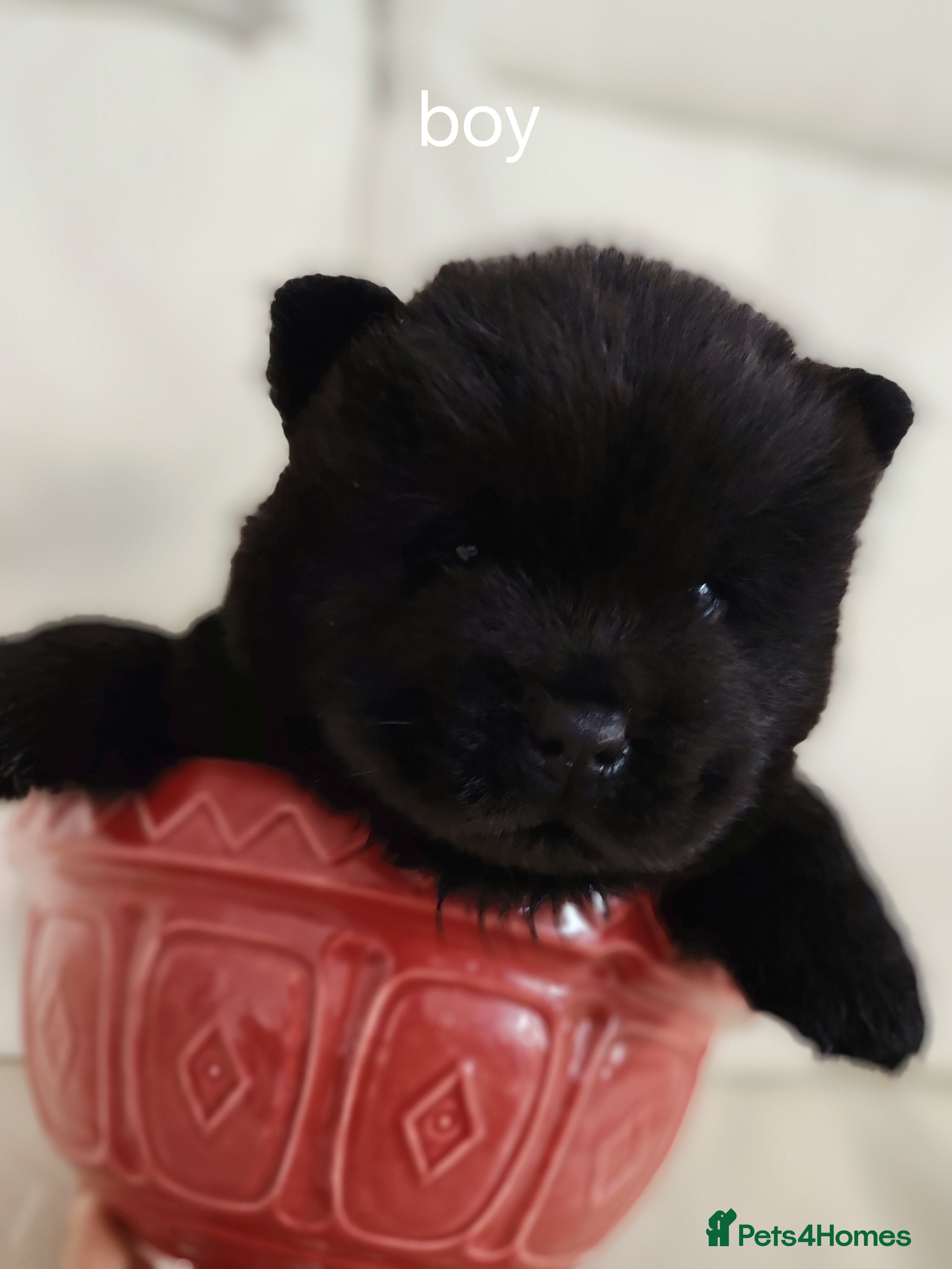 Chow Chow dogs  Beautiful Chow Chow Puppies – KC Registered 🐻 - Advert 3
