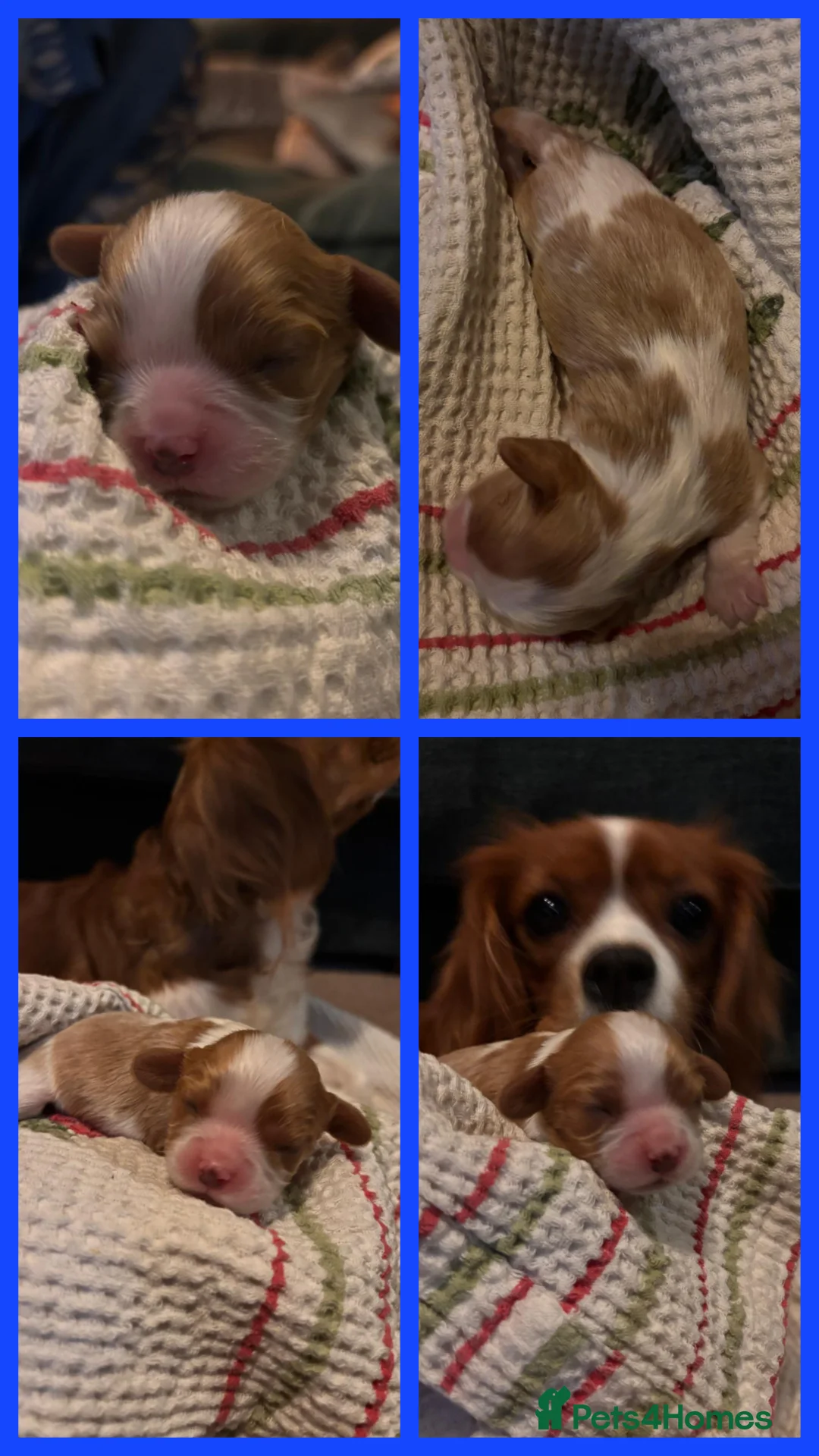 Cavalier King Charles Spaniel dogs for sale: King Charles Cavalier - Lady's first litter kc reg - Advert 3