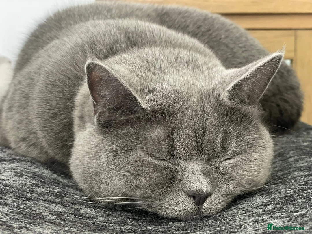 British Shorthair cats for sale: British Shorthair Cat looking for forever home in Witney - Advert 1