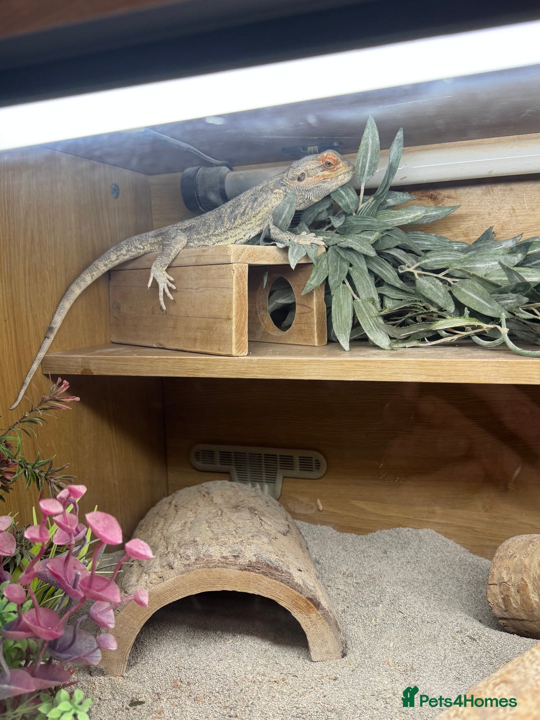 Bearded Dragon reptiles for sale: Bearded dragon with double tank - Advert 2
