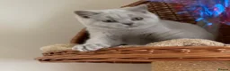 British Shorthair cats for sale: 🐾 Fawn British Shorthair  🐾 - Advert 11