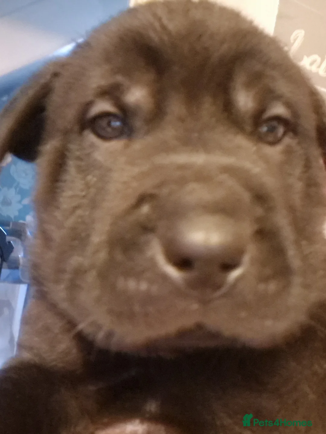 Mixed Breed dogs for sale: 11 chunky rottpei puppys  - Advert 5